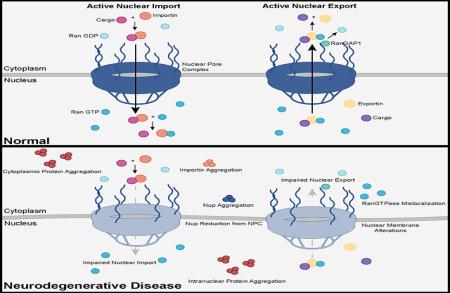 Karyopherins and cellular transport disruption in neurodegeneration