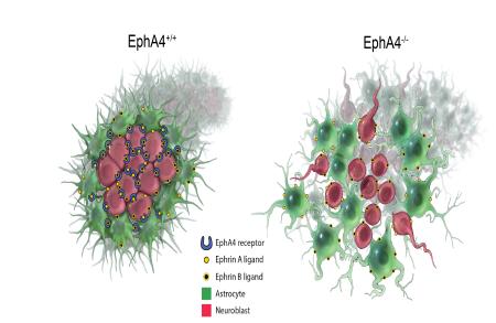 Motor neuron programming factors reactivate immature gene expression