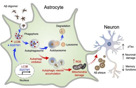 Astrocytic autophagy may modulates Aβ clearance in Alzheimer’s disease