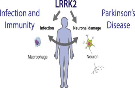 Does human pegivirus trigger Parkinson's disease?
