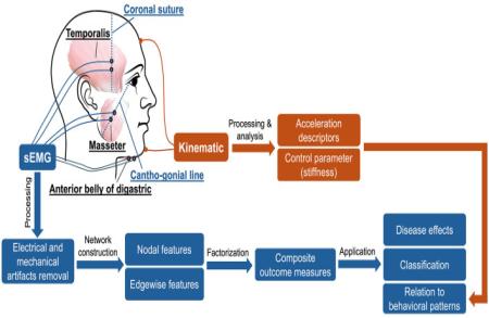 A novel muscle network approach for objective assessment and profiling of bulbar involvement in ALS