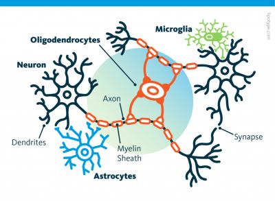 Astrocytes conversion into interneurons