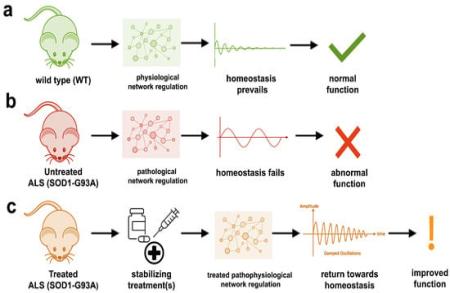 Modelling ALS: Dynamic Regulatory Instability